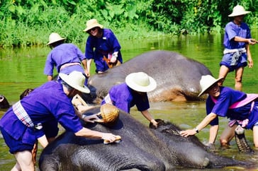 Elephant Care Team Building Thailand