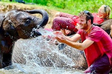 Elephant Care Team Building Thailand