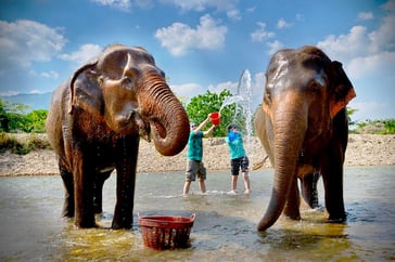 Elephant Care Team Building Thailand