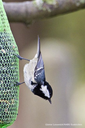 Foto: Die Tannenmeise wurden bei der Winteraktion deutlich weniger gezählt