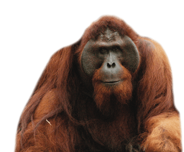 orang outang transparent png  pour illustration devoir montessori