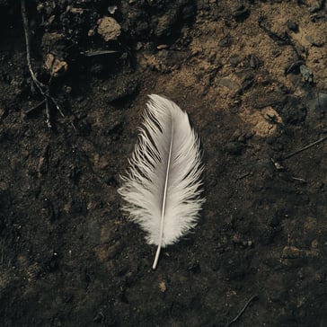 Eine einzelne, zarte Feder liegt inmitten dunkler Erde auf dem Boden. Die Feder ist weiß und weist an den Rändern dezente Grautöne auf. Es liegt in einem offenen Bereich, umgeben von verstreuten Trümmern.
