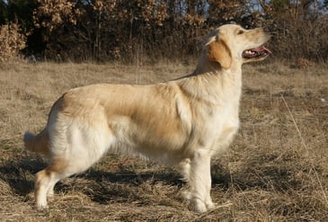 Femmina golden retriever. Allevamento Francia.