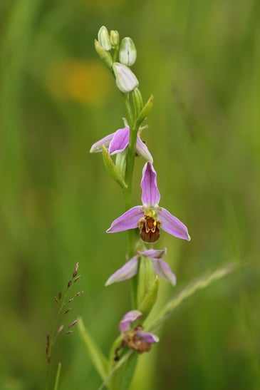 Bienenragwurz    Foto: Brunhild Grommes
