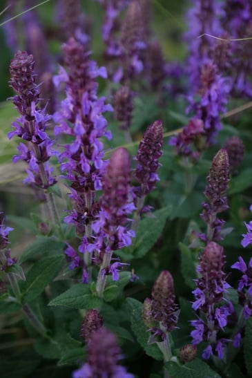 dieartigeGARTEN //  Detail Steppensalbei 'Ostfriesland'