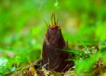 CC BY 2.0 by Joi Ito