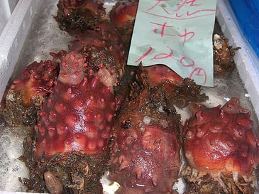 ホヤが生きる美しい海を守りたい！Thanks to Alpha /CC BY-SA 2.0