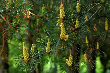 春に咲くスギの花。この花からあっちこっちに花粉がとんでいく　CC BY 2.0 by Colin