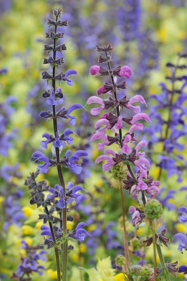 LBV Bildarchiv: Dr. Eberhard Pfeuffer