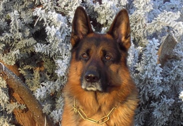 Chento (© Nina Boender)