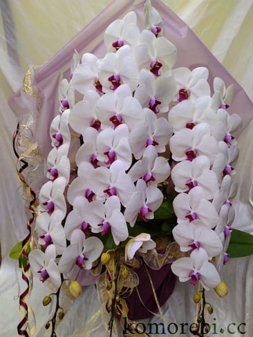 2月の胡蝶蘭￥20000プリンセスドレス