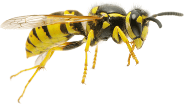 guepe image animaux transparent sur fond blanc pour site web illustration ecole montessori