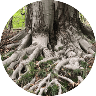 Seminare für Sterbebegleitung, Grundlagen, Gabriela Ribeiro, Praxis Wald Tara 