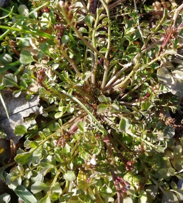 Das Behaarte  Schaumkraut, Fotos: Margareta Loscher