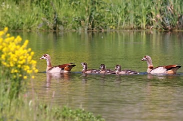 Nilgans