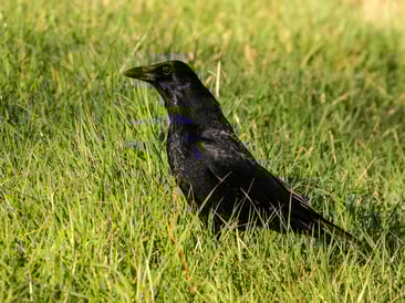 Foto: Rabenkrähe, Katy Büscher, NABU Rinteln