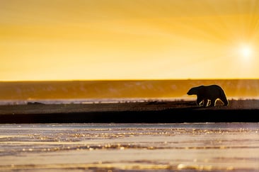 北極の変化がホッキョクグマの生育に大きな影響を与えている。