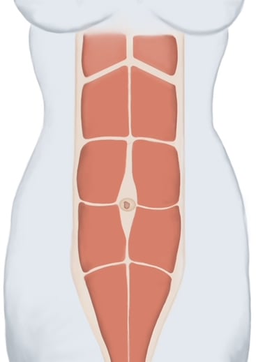 Rektusmuskel normal - hernienzentrum berlin