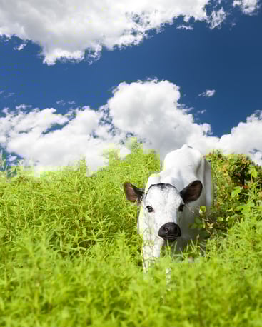 Radiant Reality Blog | Colostrum - Health Benefits of Natures First Superfood | Bovine Source