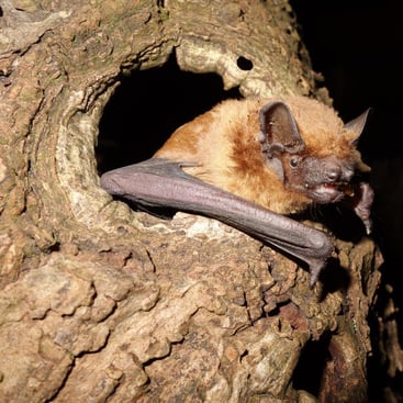 Großer Abendsegler kurz vor dem Ausflug aus einer Baumhöhle, Foto: Dr. Andreas Zahn