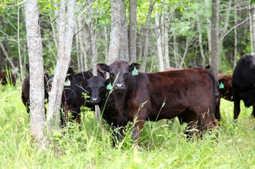 Cattle breeding is just as important as cattle feeding when it comes to beef quality. Here a group of Angus cattle are on one of several pastures we have.