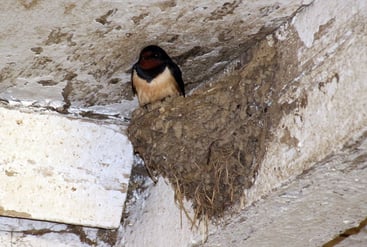 Rauchschwalbe in ihrem Nest unter der Stalldecke
