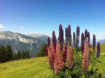 Kasein aus Hulsenfrüchte (Lupinen)