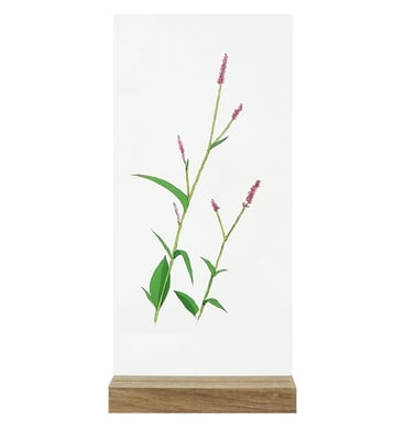 内田 ユイ「Frame: 852 イヌタデ」