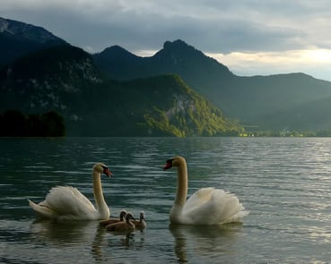 Höckerschwanfamilie auf dem Kochelsee