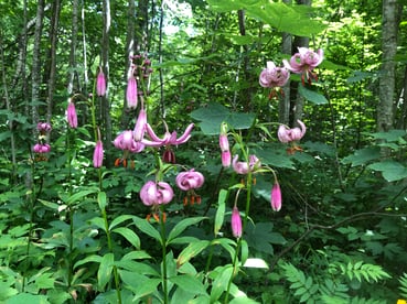 Türkenbundlilie, Lilium martagon, Familie Liliengewächse, im Berner Oberland (Juni 2022)