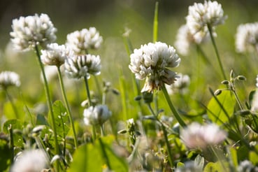 Fleurs de trèfle blanc de Nouvelle-Zélande dans la nature et en macro