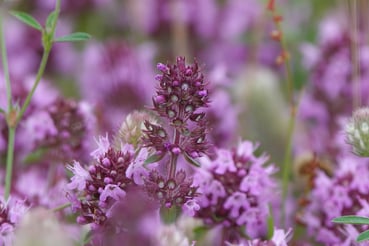 Fleurs de thym violet de Nouvelle-Zélande dans la nature et en macro
