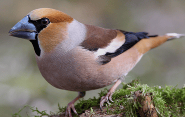 Foto: Kernbeißer, NABU