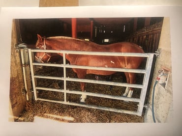 Jessica (Janett's Mutter), hier ca. 32-jährig im Stall von Ernst Kilchherr, Courlevon, Foto: Archiv Kilchherr