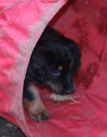 Bjarny rettet seine Beute durch den Tunnel