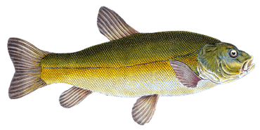 Foto: Pixabay, gemeinfrei, Vizetelli