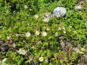 Rosa abietina - Tannen-Rose