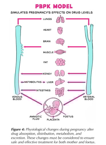 Figure 1. Physiological changes during pregnancy alter drug absorption, distribution, metabolism, and excretion. These changes must be considered to ensure safe and effective treatment for both mother and foetus.