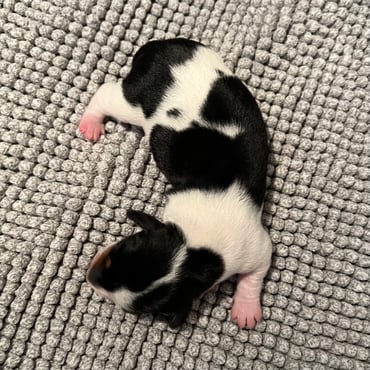 Amerikanischer Dackel Welpen