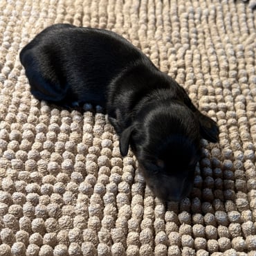 Amerikanischer Dackel Welpen