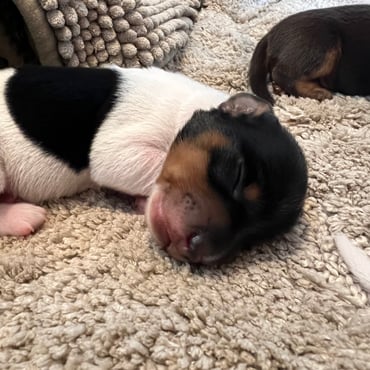 Amerikanischer Dackel Welpen