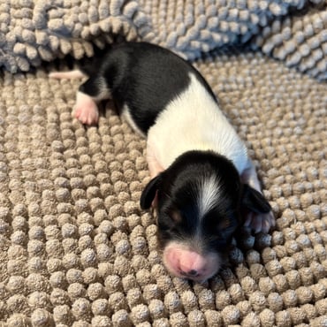 Amerikanischer Dackel Welpen