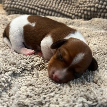 Amerikanischer Dackel Welpen