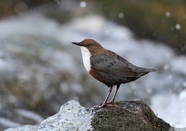 Eine Wasseramsel auf einem Stein in einem Fluss