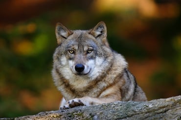 Wolf (Foto: Marcus Bosch, LBV-Bildarchiv)