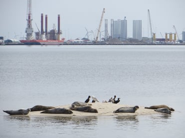 Robben vor der Insel Fanö. Hinten der Hafen von Esbjerg