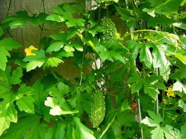 「夏の暮らし方」緑のカーテンで涼しく過ごそう！