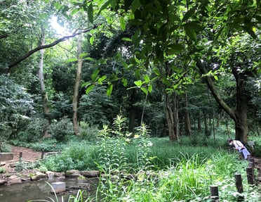 下池には草が生い茂り、シオカラトンボが羽を休めていました