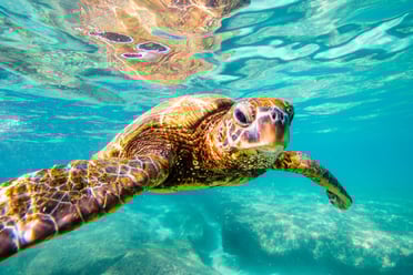 sea turtle, sea turtle facts