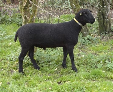 Herdebuch Zuchtwidder